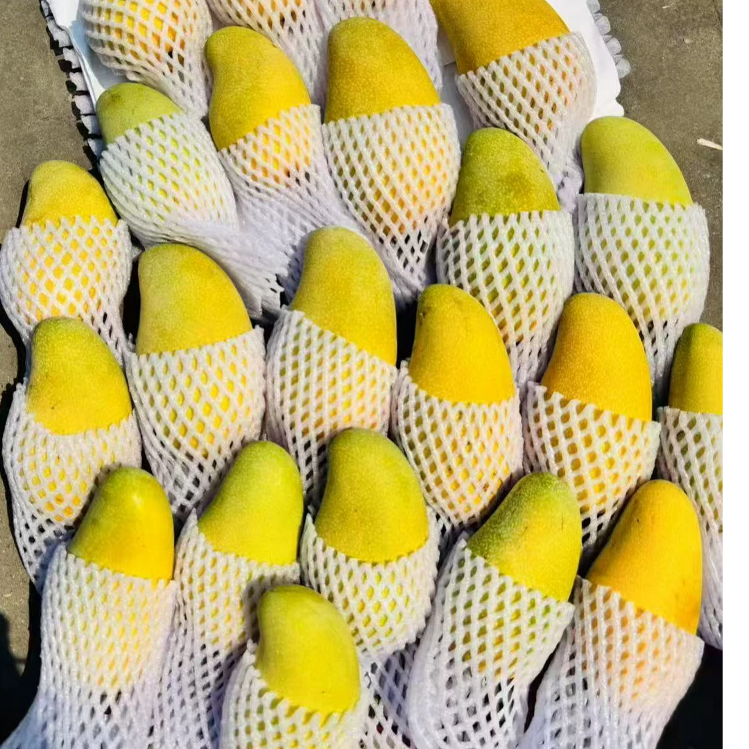 金煌芒1500g