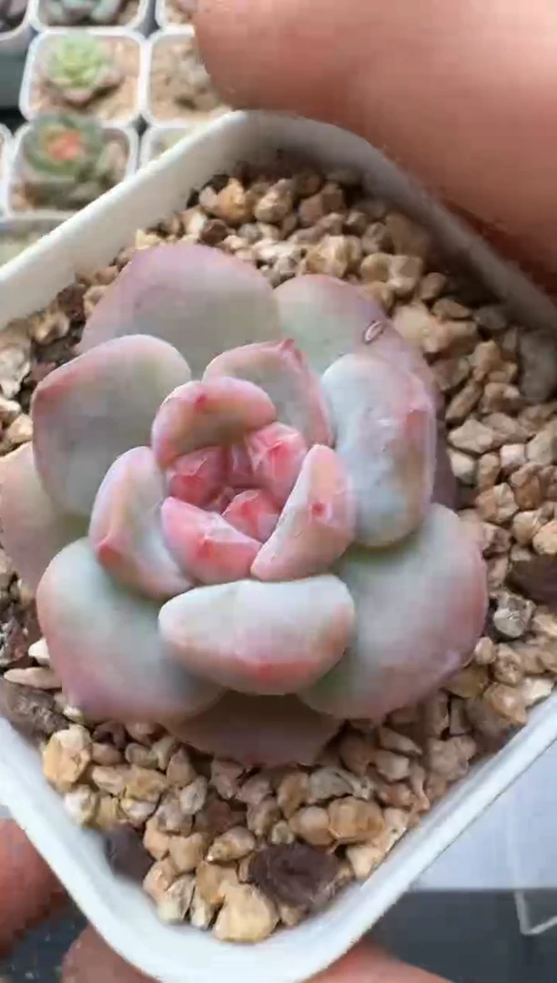 831C云禹多肉植物 带盆土纸巾打包 3颗包邮