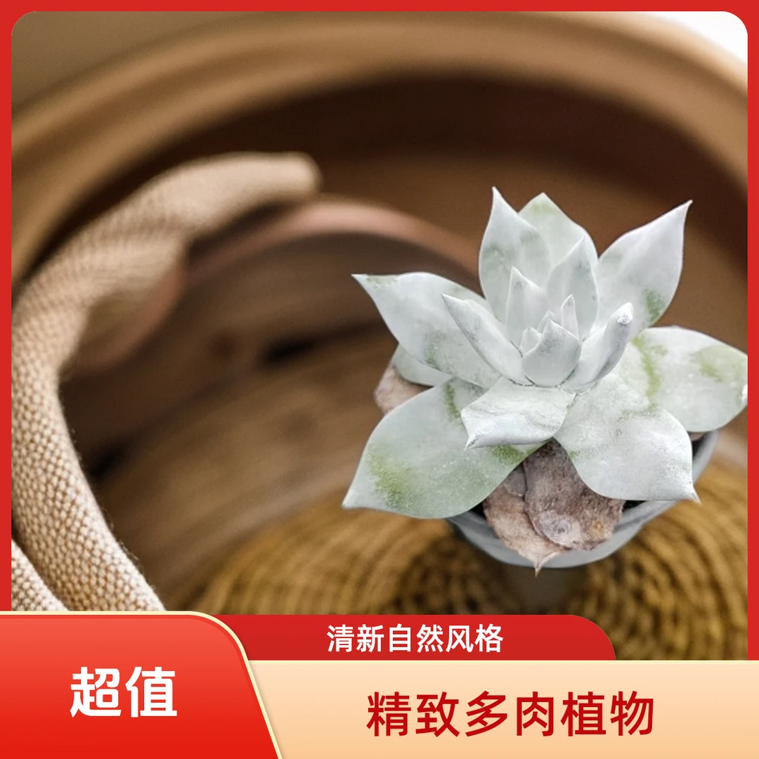 雪山多肉植物盆栽品种好养适合办公室阳台