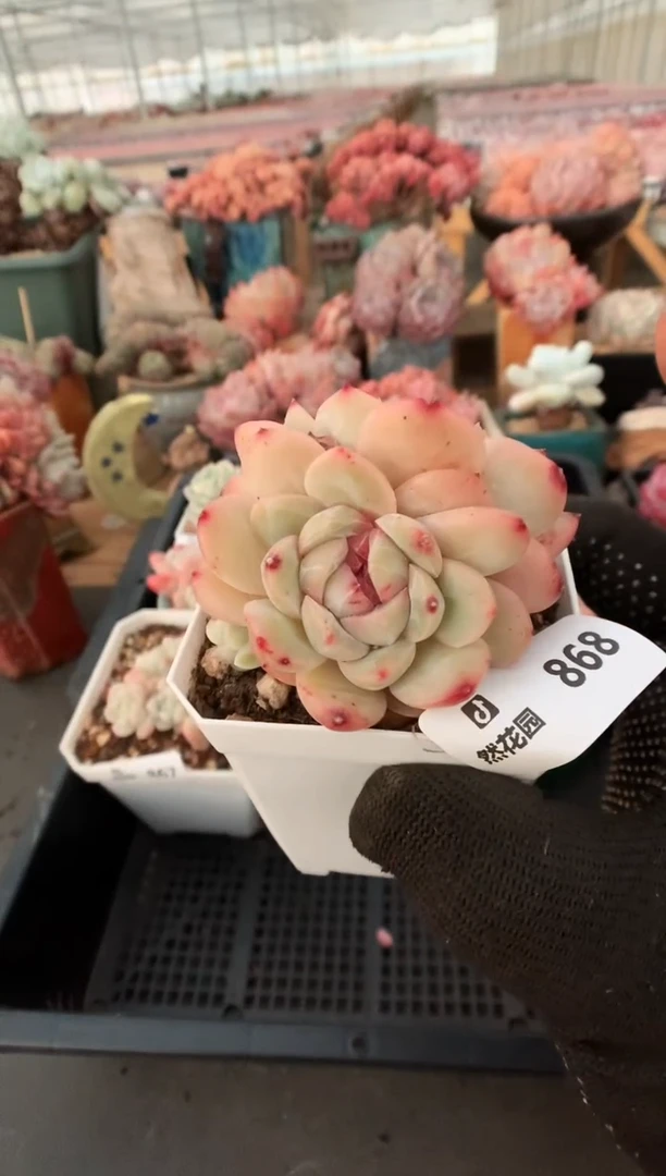 868干冰一物一拍