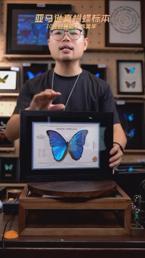 大蓝闪蝶新版本A4横版（带证书）