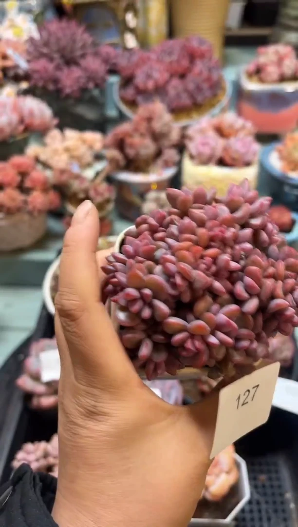 127群生紫星多肉