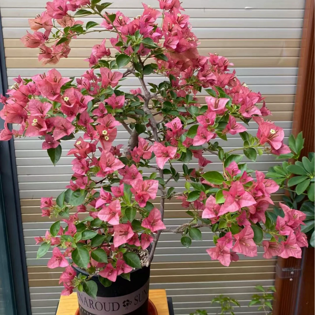 特惠热门勤花品种三角梅