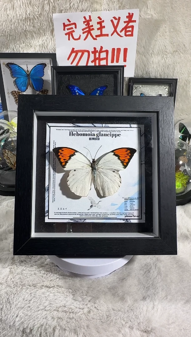 鹤顶粉蝶新相框