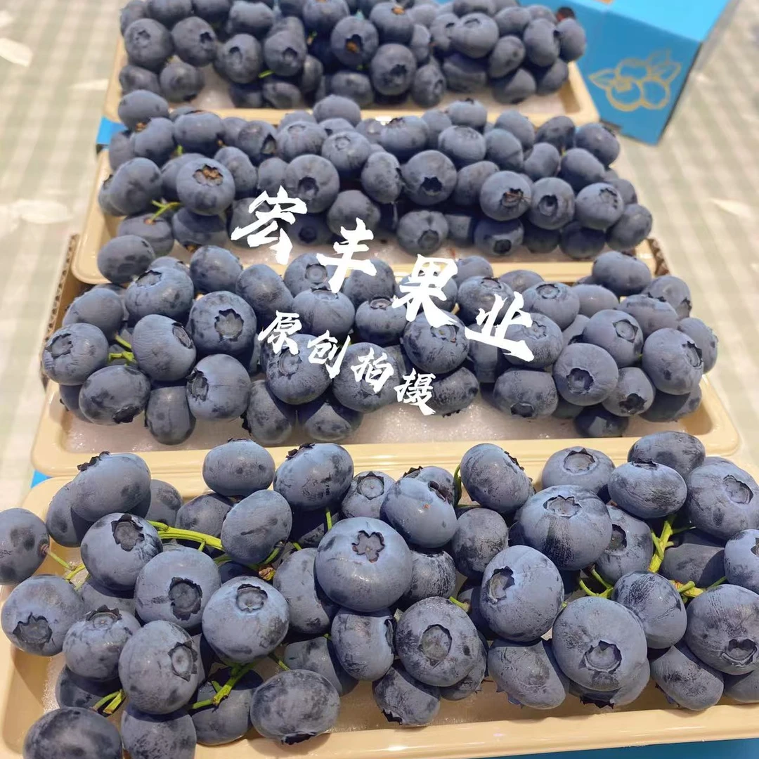云南串果蓝莓18mm大果.一盒230克云南省