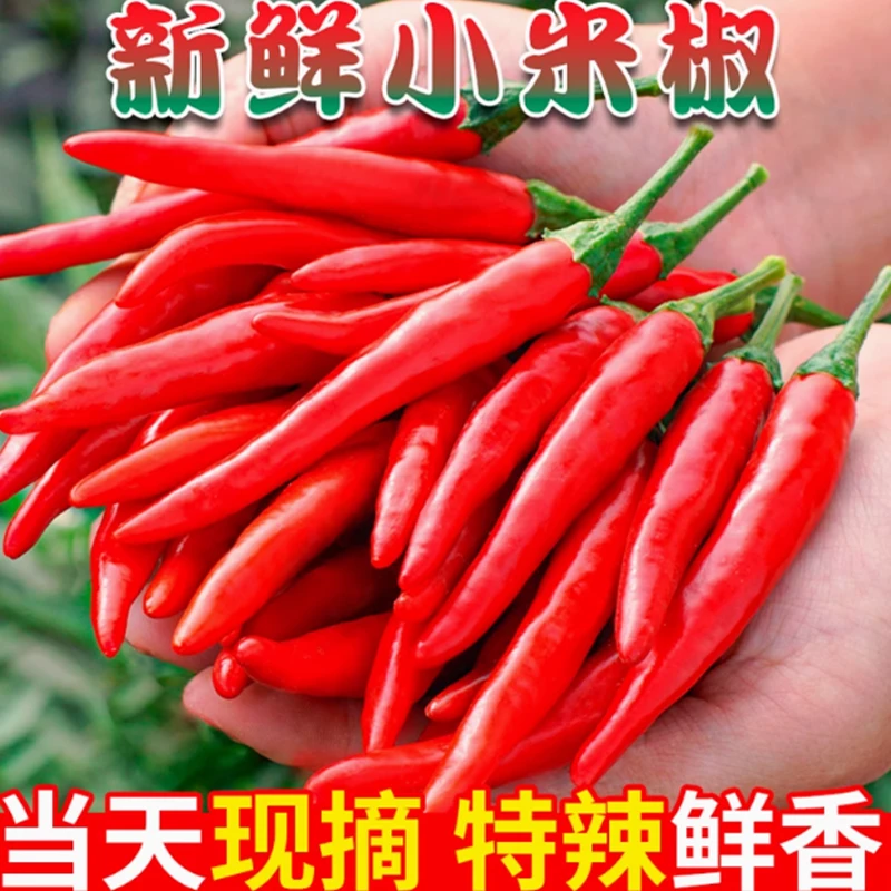 【限量抢5斤】小米辣椒新鲜特辣小米椒朝天椒薄皮红辣椒指天椒蔬菜