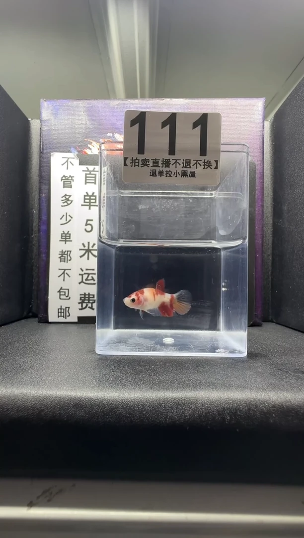 斗鱼母鱼编号：111