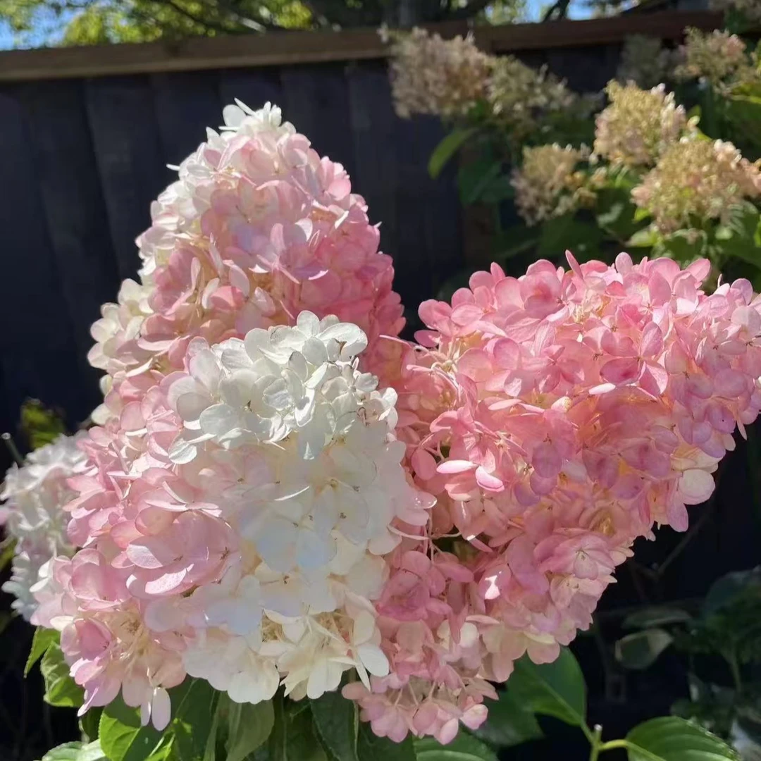 【香草草莓棒棒糖】 2加仑 圆锥绣球多年露天苗花苞发货原盆原土