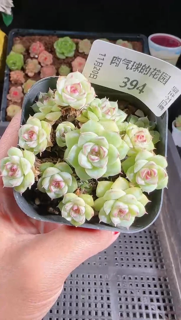 1120-394群生不包整