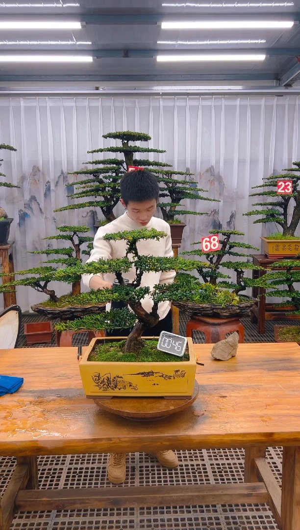 【闪购商品】紫砂精品盆景直播间一物一拍