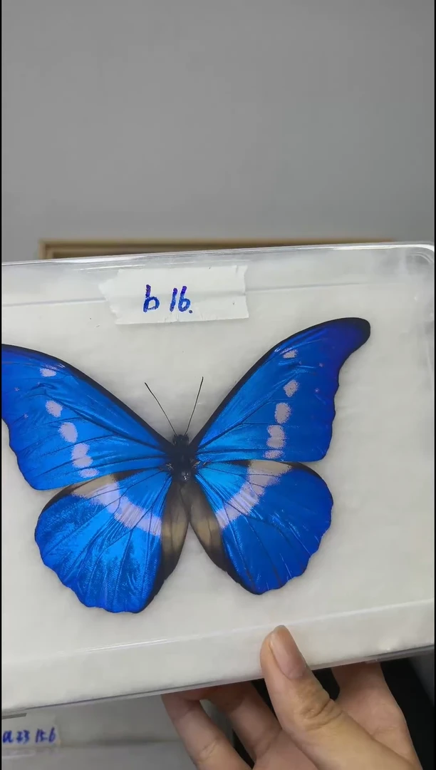 展翅品压棉发货一图一物编号B16