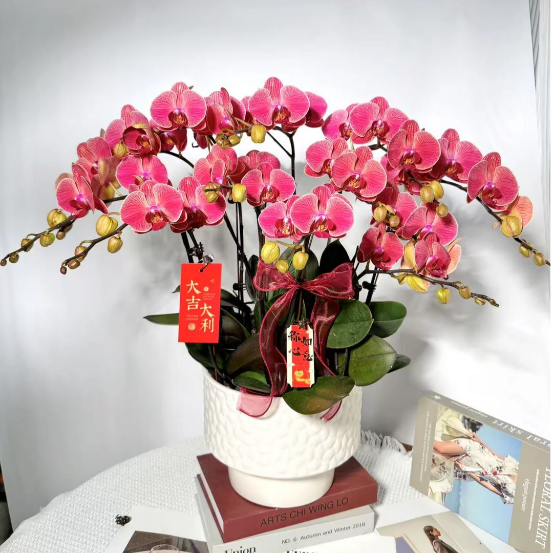 新品年宵花《聚宝桔子》进口蝴蝶兰反复开花 鲜活绿植 带花带花苞