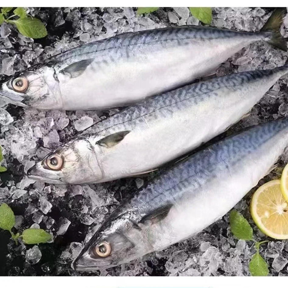 大连发货 野生鲐鲅鱼(顺丰包邮)
