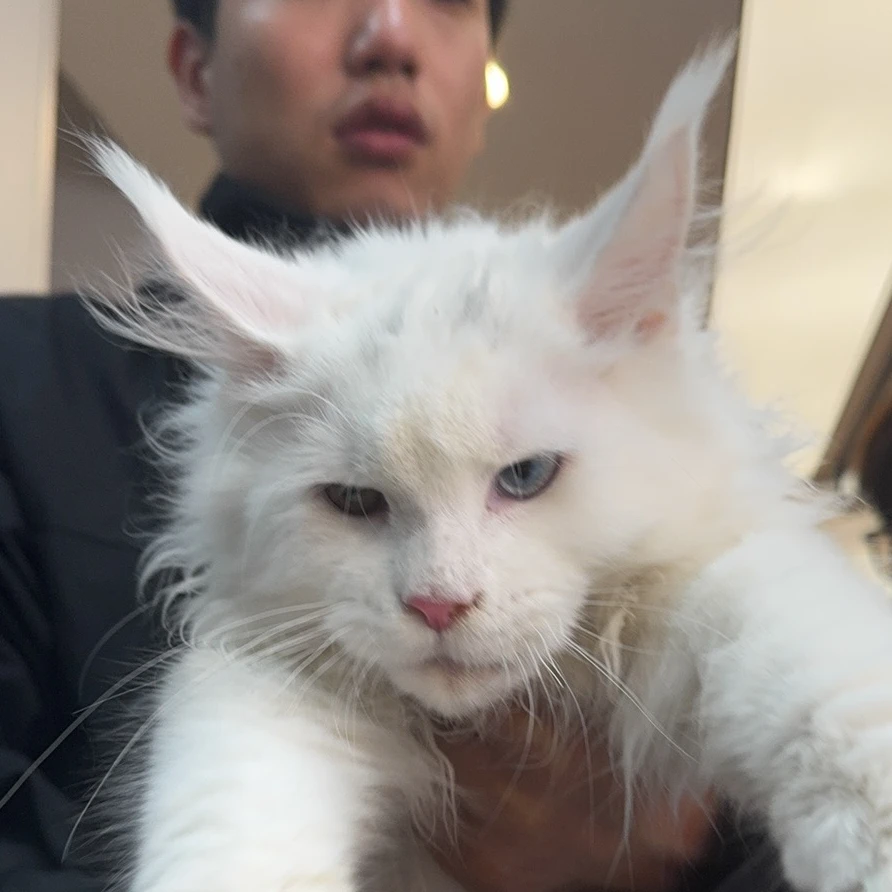 来了姊妹-纯白异瞳缅因猫 弟弟 67