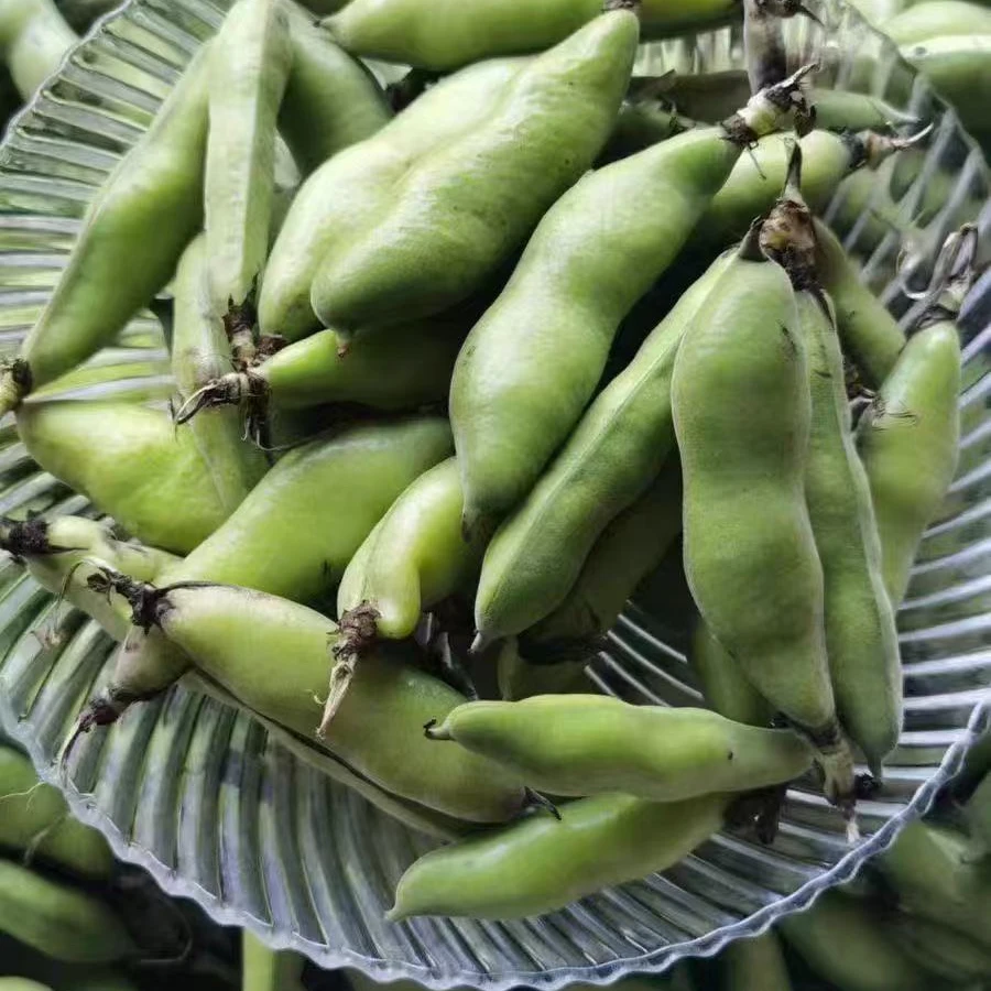 蚕豆角云南新鲜嫩蚕豆带壳豆角青蚕豆新鲜蔬菜嫩胡豆罗汉豆