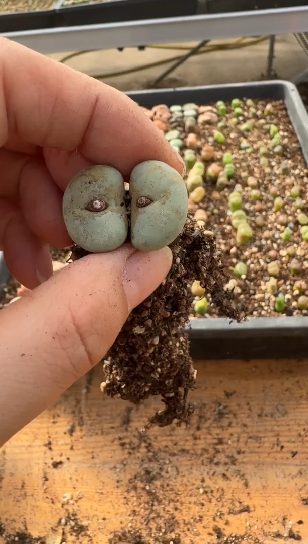 【闪购商品】7-226