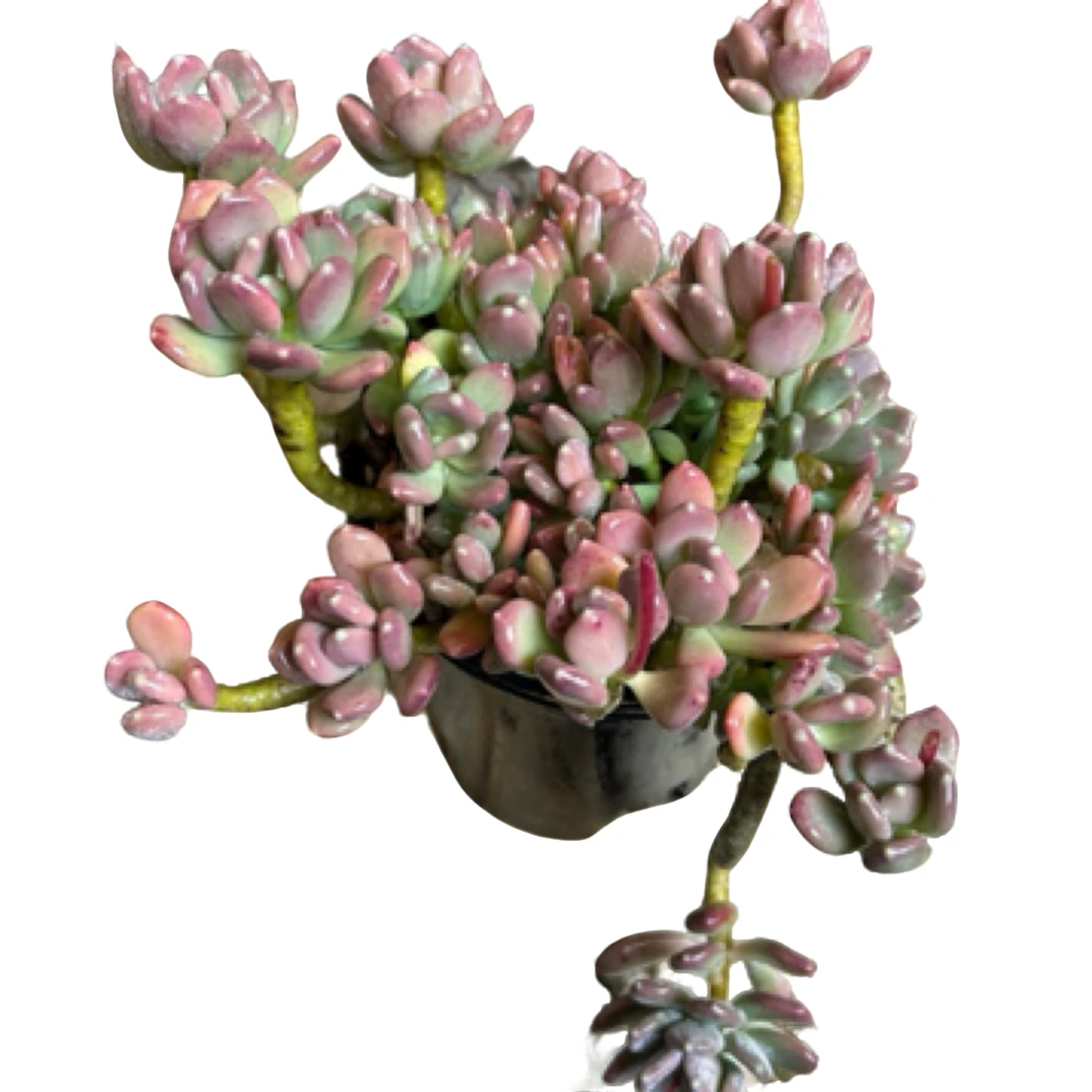 （稻田姬）整装老桩飘枝盆栽盆景多肉