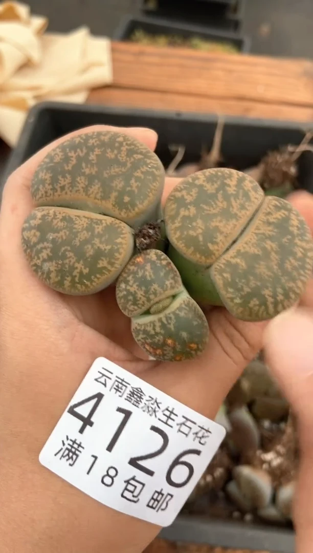 4126特价紫勋玉有瑕疵发货1颗