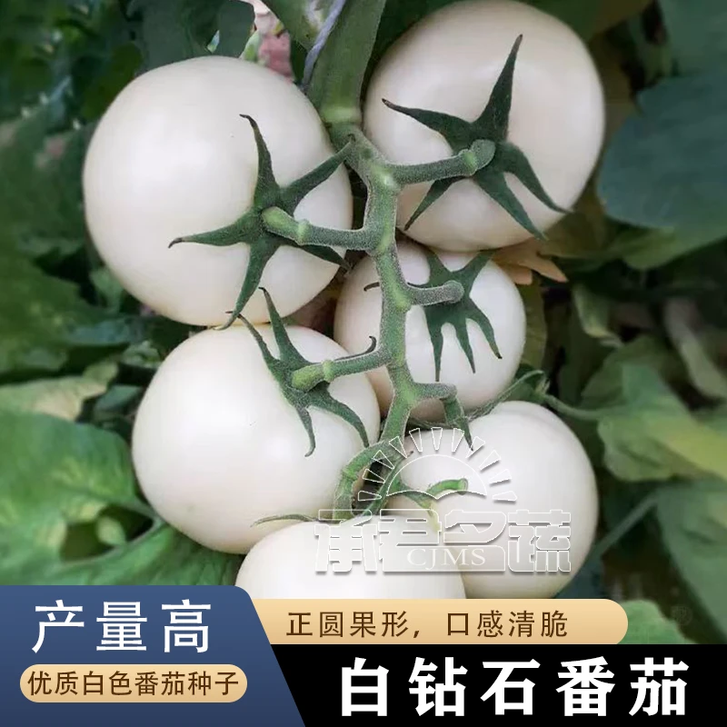 白钻石白果番茄种子大果白色西红柿种籽春季秋季四季特色蔬菜种孑