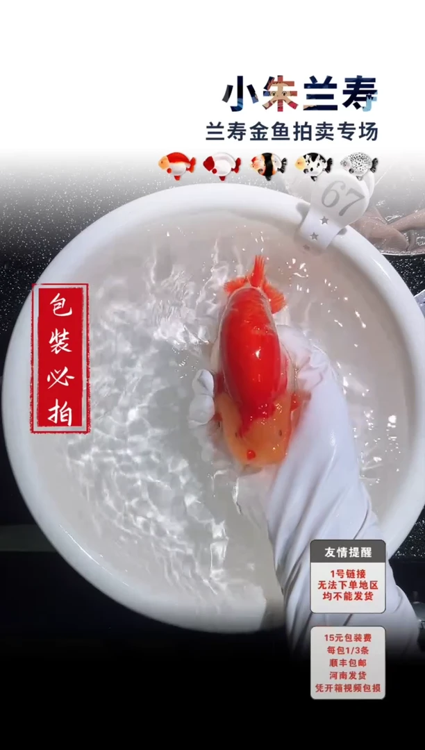 金鱼包装必拍未拍顺丰到付67号
