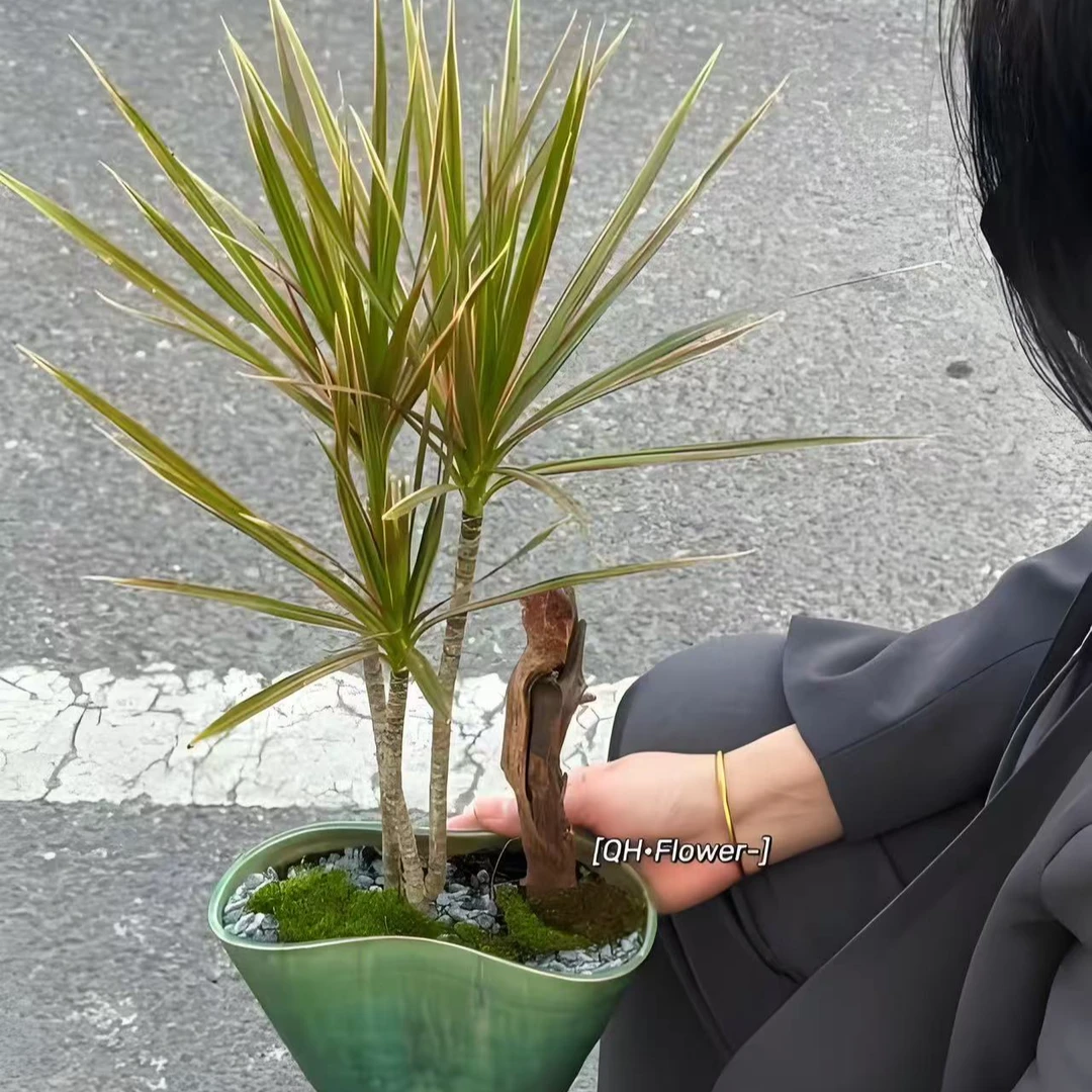 七彩马尾铁千年木网红懒人绿植【一物一拍】源头基地直发全国包邮
