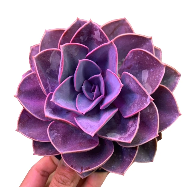 紫珍珠单头 3颗 新手好养 庭院 阳台 多肉植物