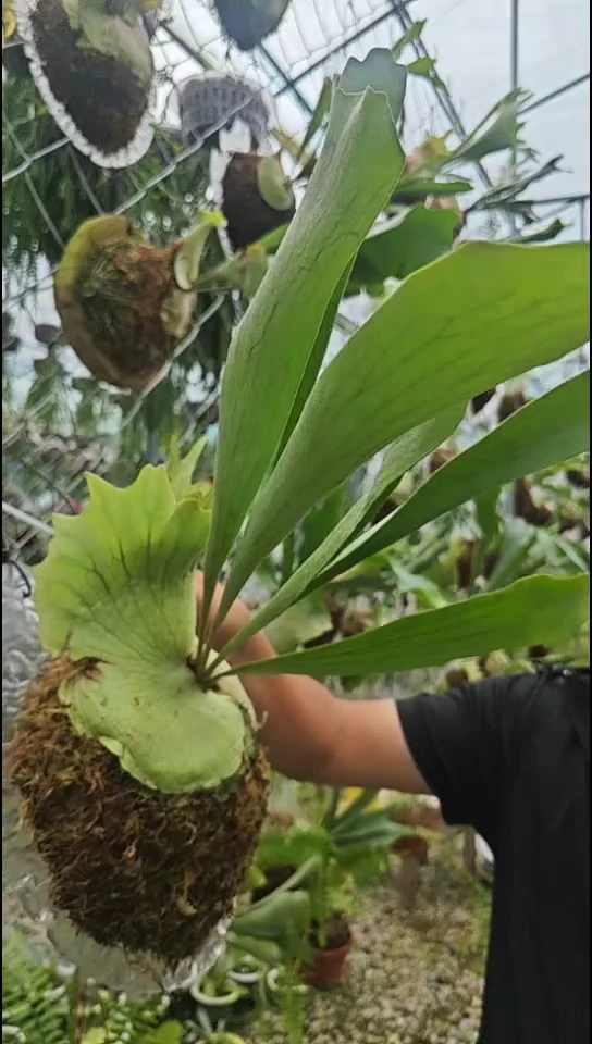 鹿角蕨     203神秘