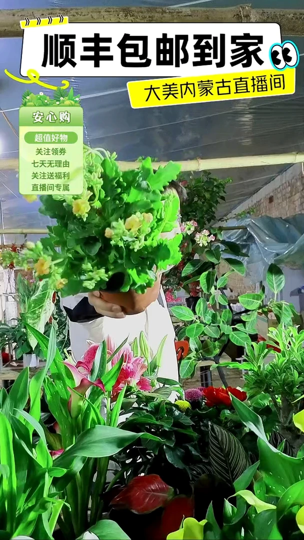 完全开放长寿随机色