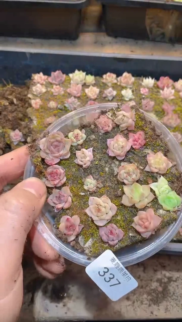 337黑橙子四代    量拍
