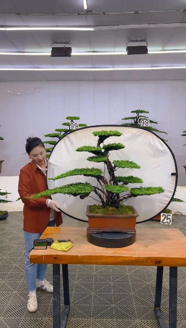 无花朵济州真柏盆景......