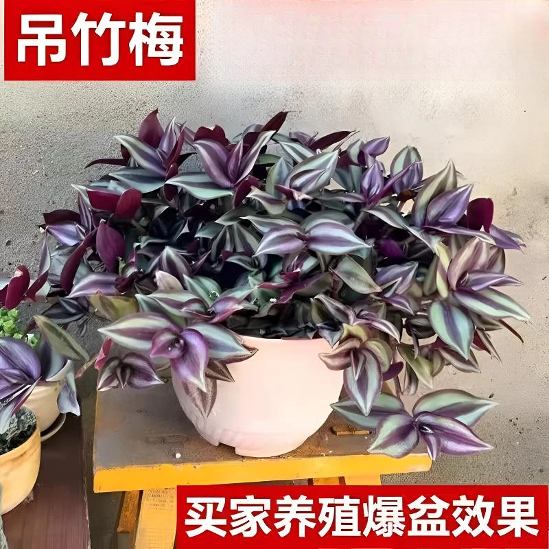 年宵花紫叶吊竹梅吊兰绿植盆栽花卉垂吊室内外桌面新款名贵花束