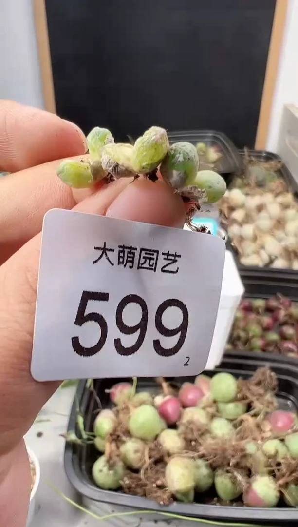 【闪购商品】+++599