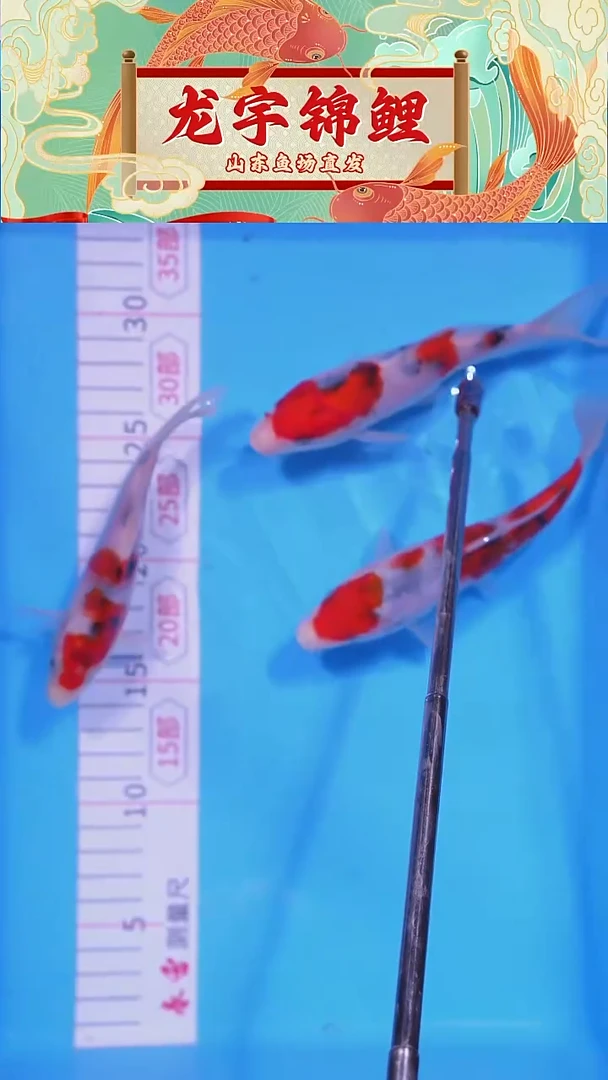 锦鲤1214晚16白底三色16公分三条