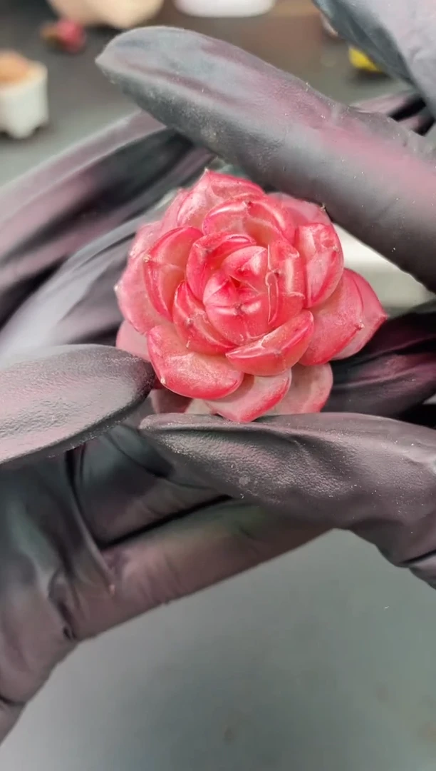 闪购1128  弥撒多肉一颗  3-3.5厘米