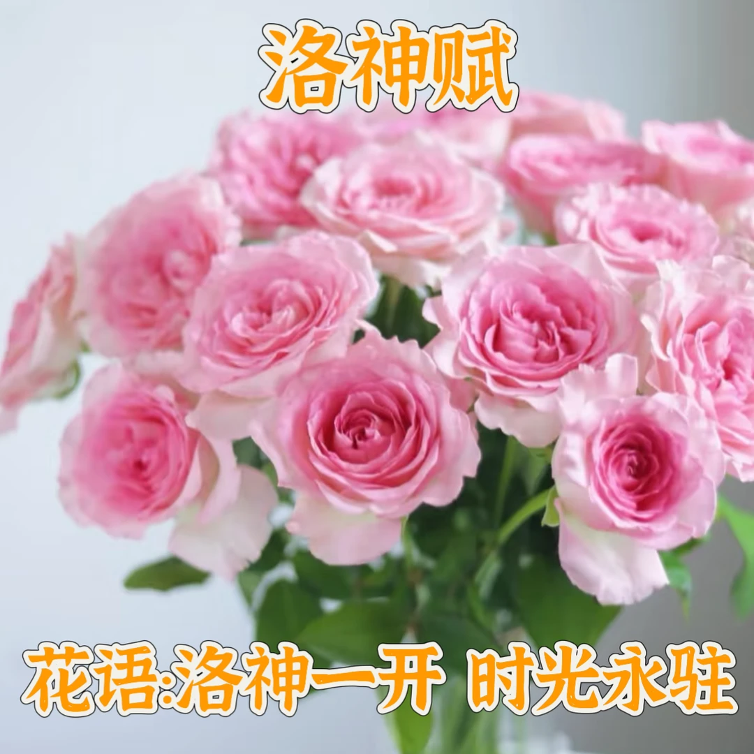 特价【次日达·洛神】鲜切花洛神玫瑰五枝，全场任意两单鲜花顺丰包邮基地直发·批发·生活鲜花次日达