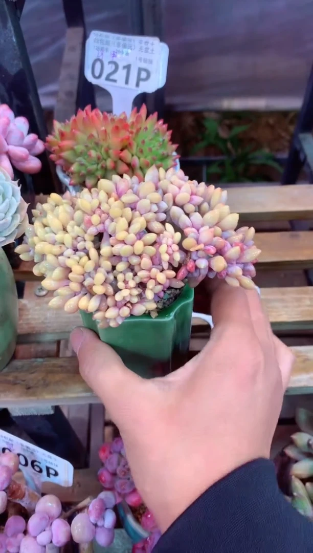 022P（一物一拍，精品多肉，所见即所得 ）