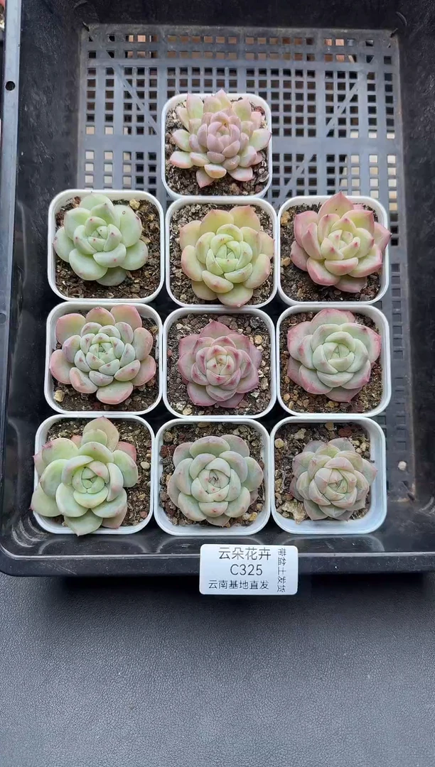 珍妮杂交多肉C325