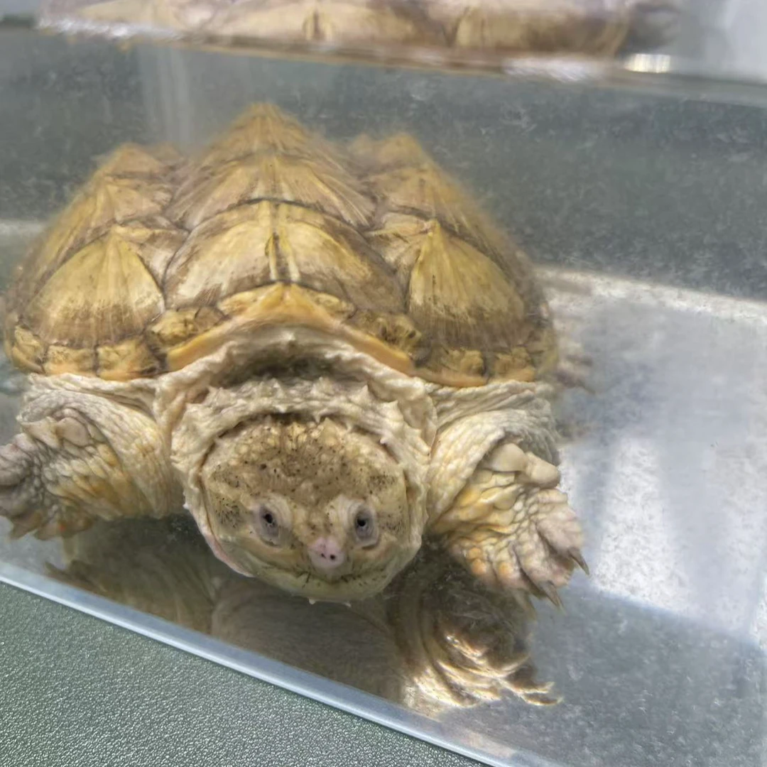 自家养殖精选佛鳄苗 黑白佛爆刺王小乌龟活物活体小宠物家养