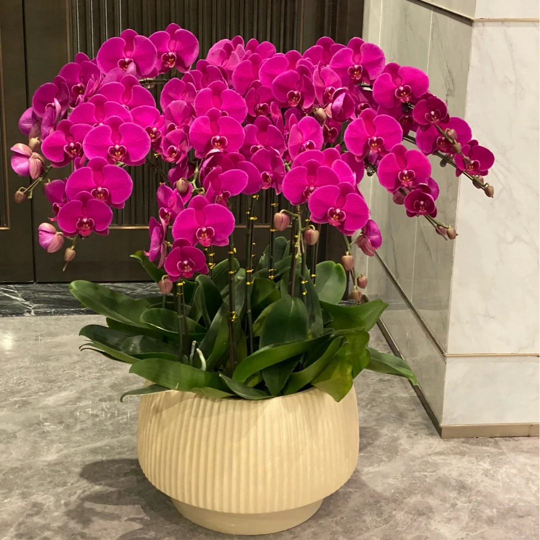 南京同城/蝴蝶兰10株/送礼佳品/南京花木市场源头基地上门/颜色可选/拍前电联