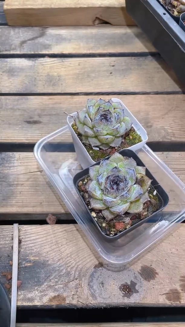 115蔓越莓带盆土      2颗量拍