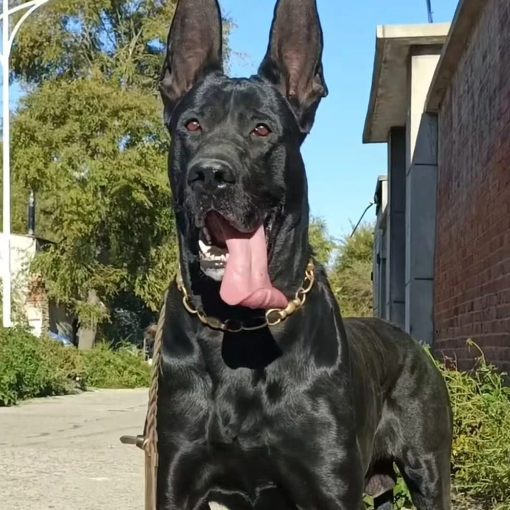 黑狼高级伴侣犬看家护院陪伴幼犬