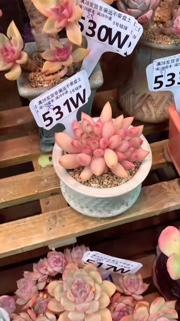 531W（一物一拍实付满28发货，默认不带盆土）