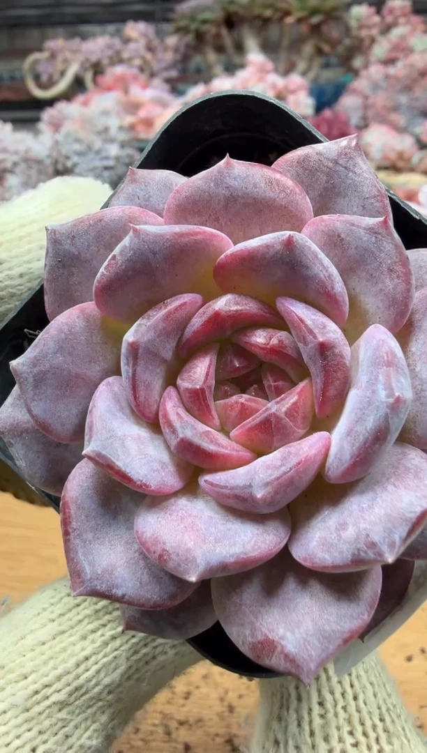 东云多肉园三店-125