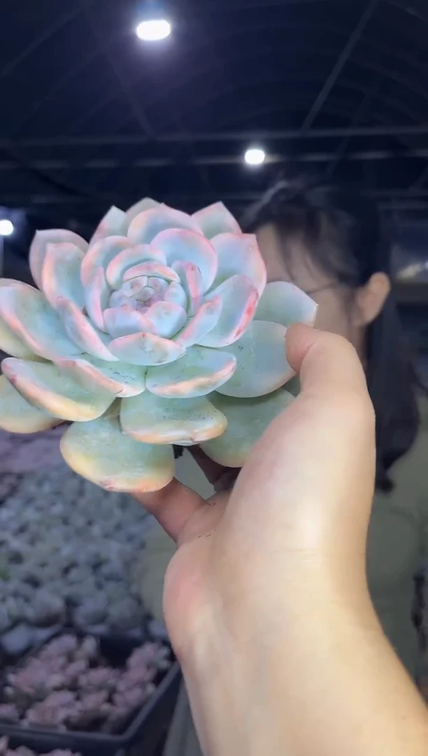 梦露锦10CM  9.99