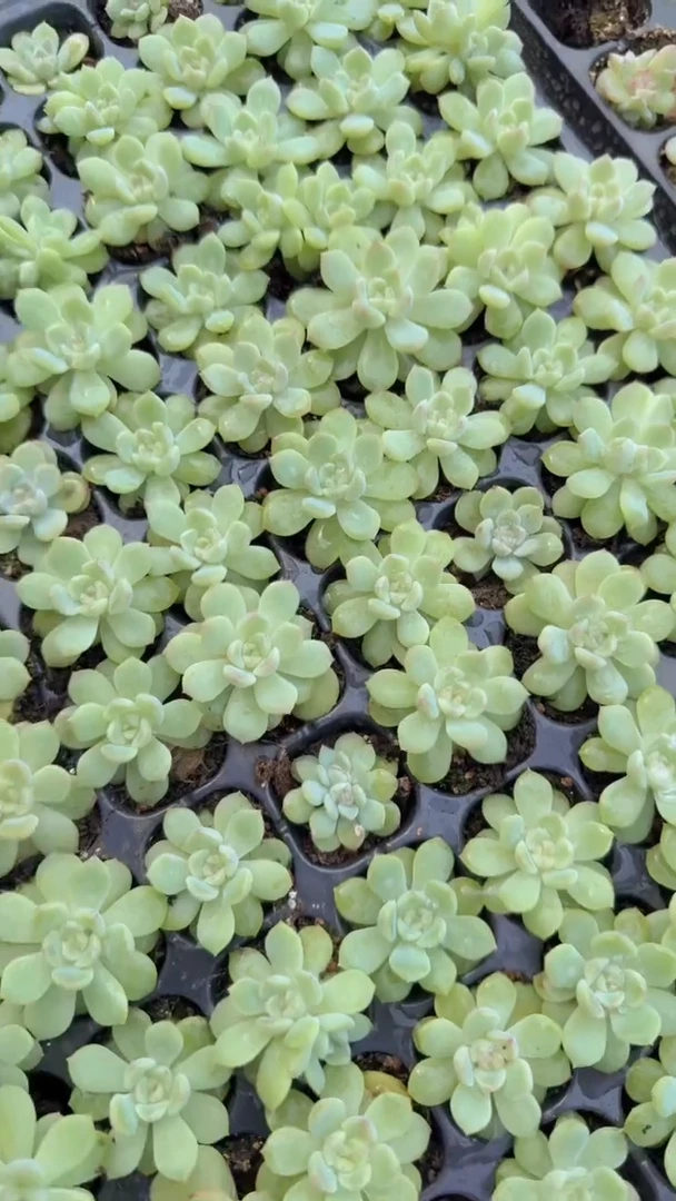 T13 多肉植物量拍 9块9包邮