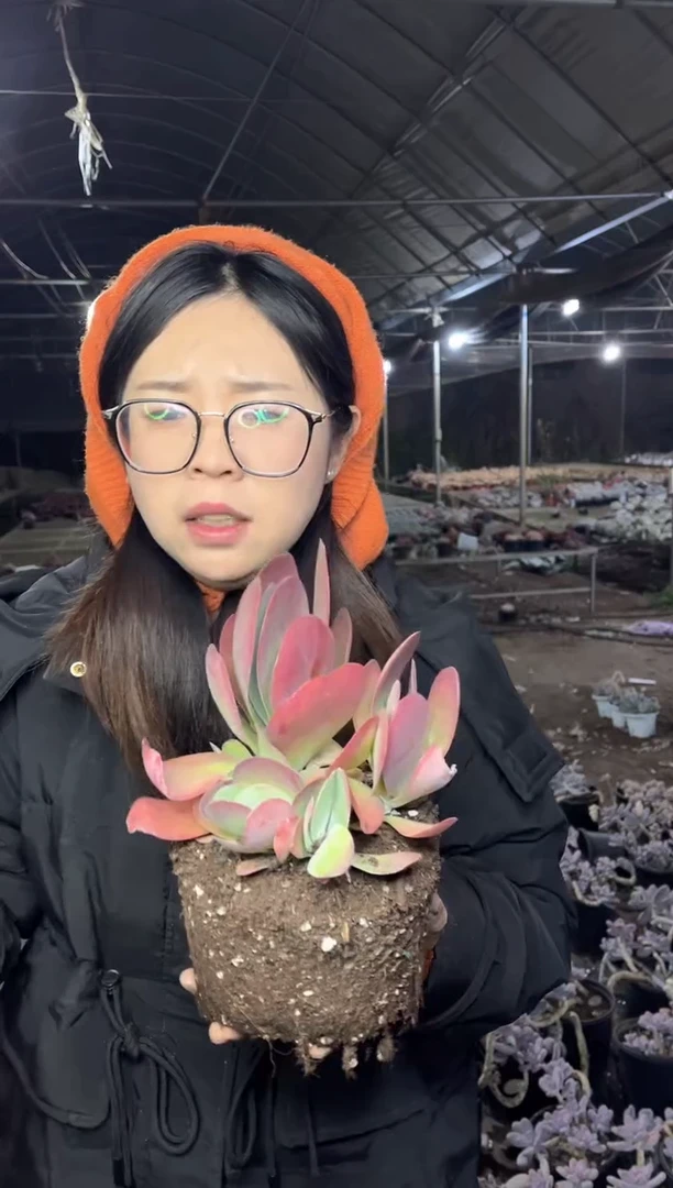 【闪购商品】93-多头唐印6.8