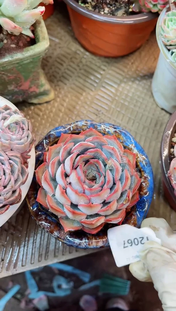 【闪购商品】12067