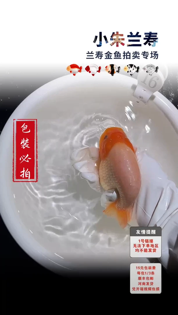 金鱼包装必拍未拍顺丰到付16号