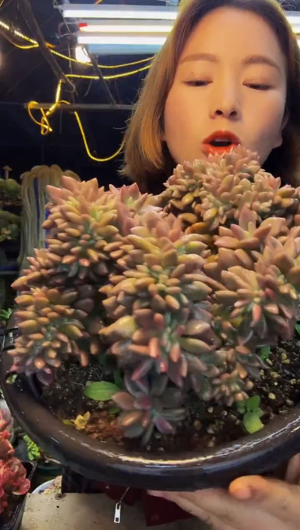 桃花源缀一物一拍脱土包邮
