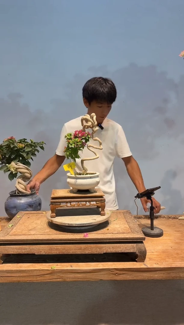 无花朵大****部三角梅19